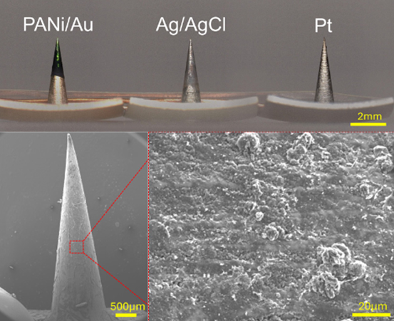 Top: three microneedle electrodes side by side, labelled PANi/Au, Ag/AgCl and Pt, with a 2 mm scale bar. Bottom: a scanning electron micrograph of one needle with a 500 micrometre scale bar, and a magnified inset of its textured coating surface with a 20 micrometre scale bar.