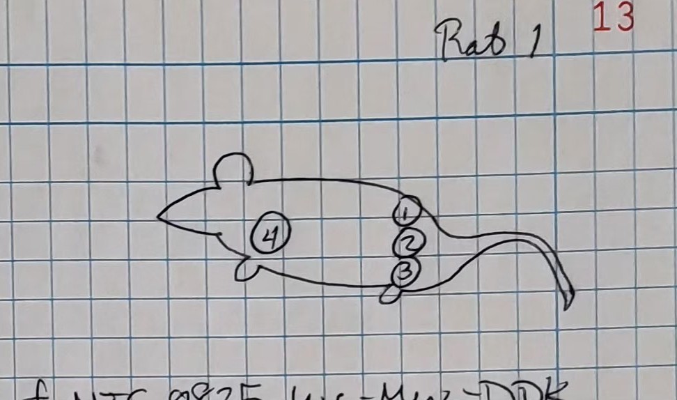 A page of squared lab notebook headed Rat 1, with a hand-drawn dorsal view of the animal and four numbered treatment sites marked along the flank and hindquarter.